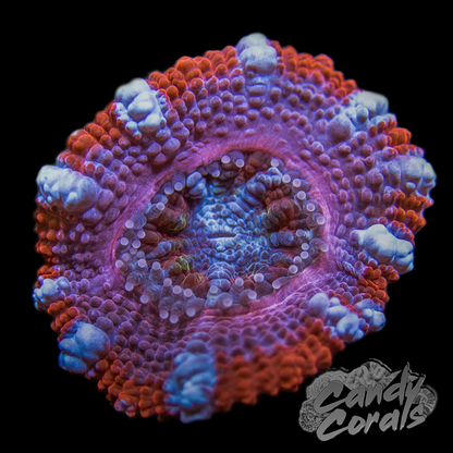 Assorted Single Polyp Ultra Rainbow Acan Lord - Various Patterns/Colours