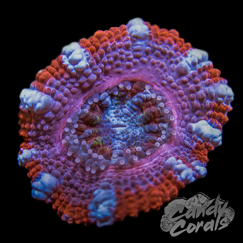 Assorted Single Polyp Ultra Rainbow Acan Lord - Various Patterns/Colours