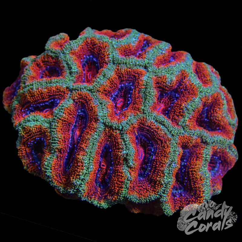 Ultra Acan Lord WYSIWYG 6