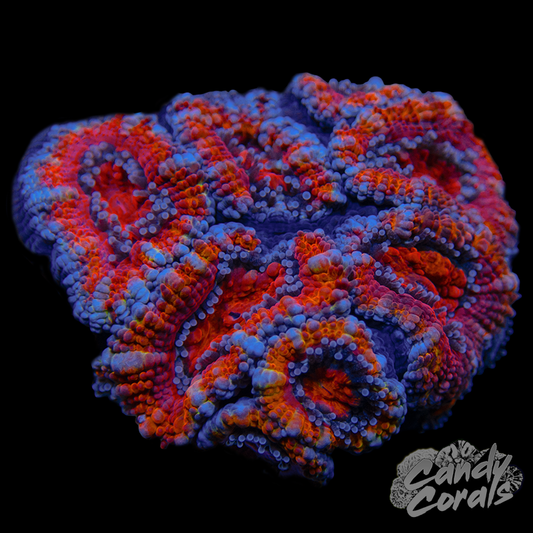 Ultra Acan Lord WYSIWYG 66
