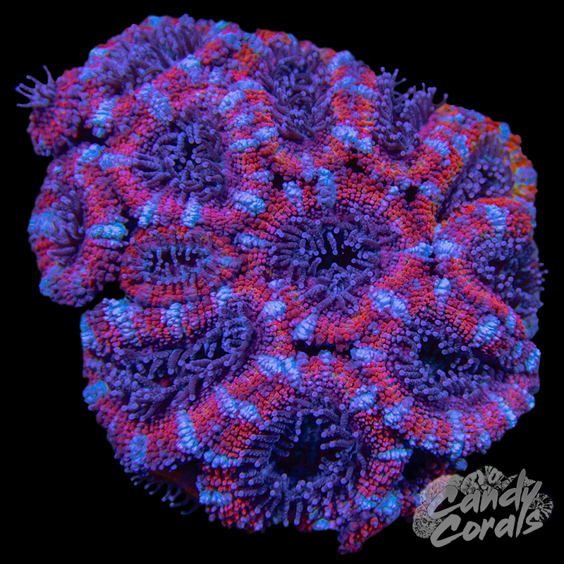 Ultra Acan Lord WYSIWYG 36