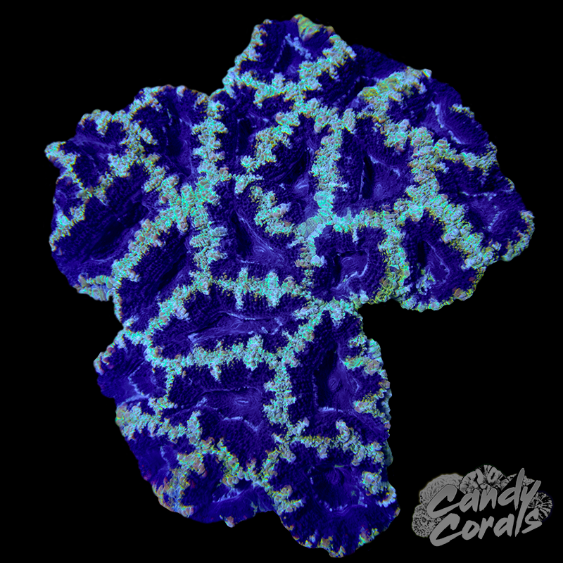 Small Acan Lord Colony WYSIWYG 69