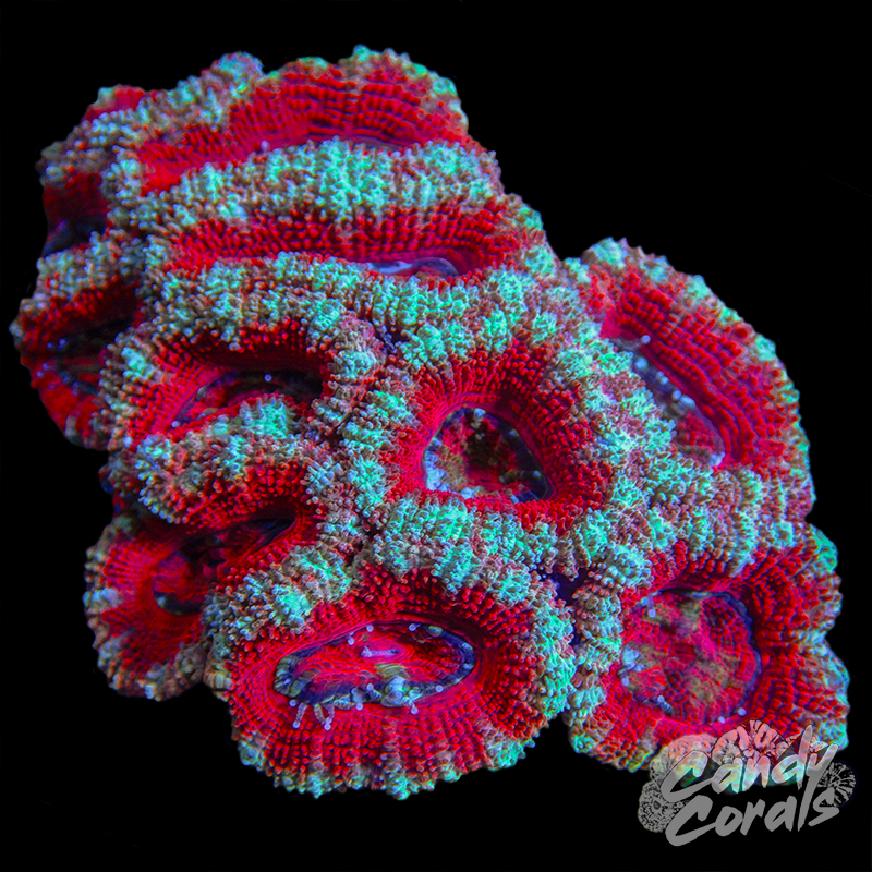 Acan Lord Small Colony WYSIWYG 31