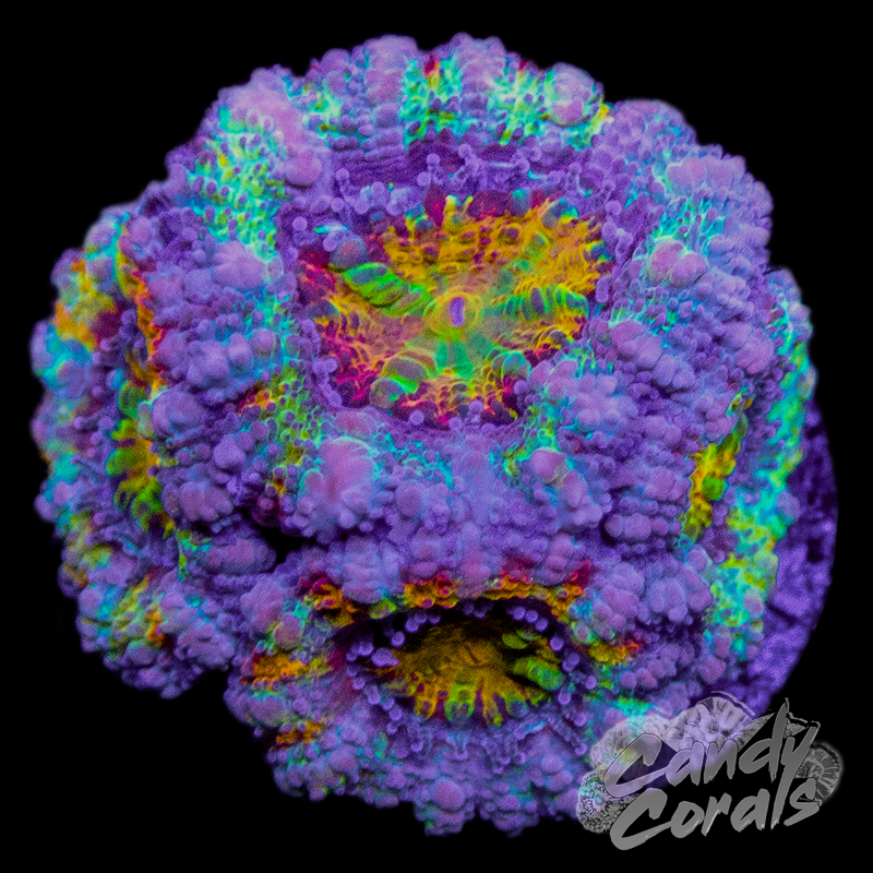 Shocking Tangerine Ultra Acan Lord Frag B17