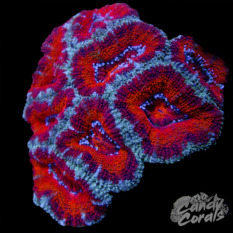 Ultra Acan Lord WYSIWYG 28