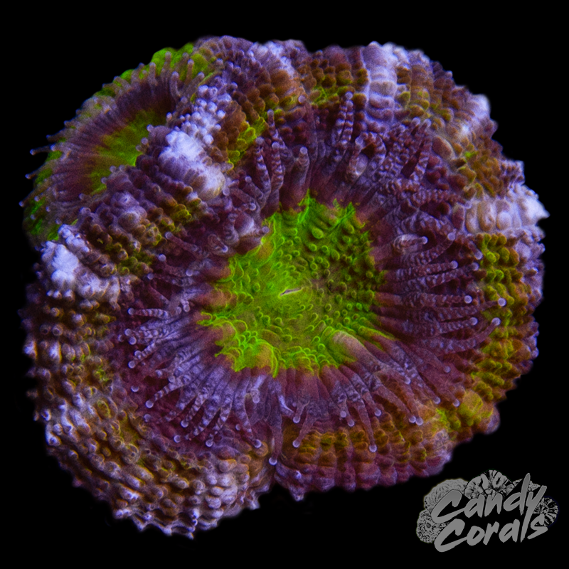 Night Wheel Acan Lord Per Polyp L11