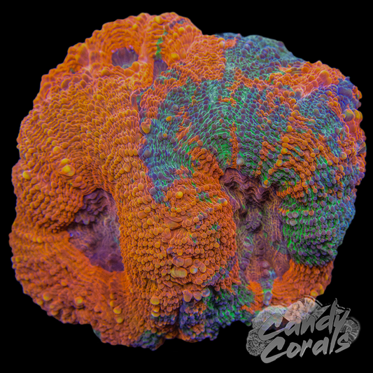 Rainbow Ultra Acan Echinata Colony 2