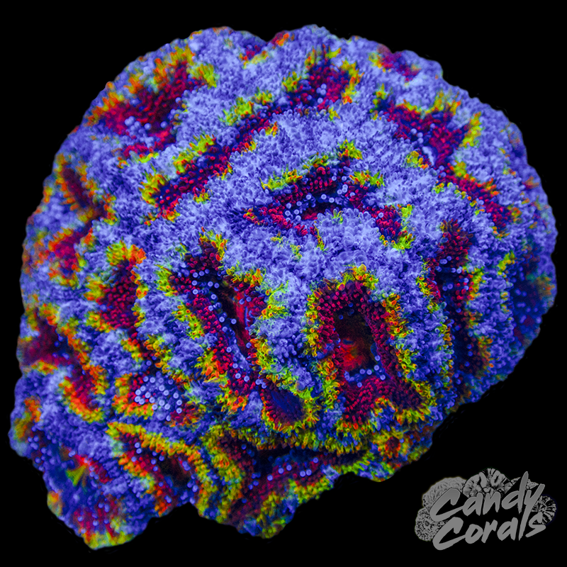 Ultra Acan Lord WYSIWYG 17