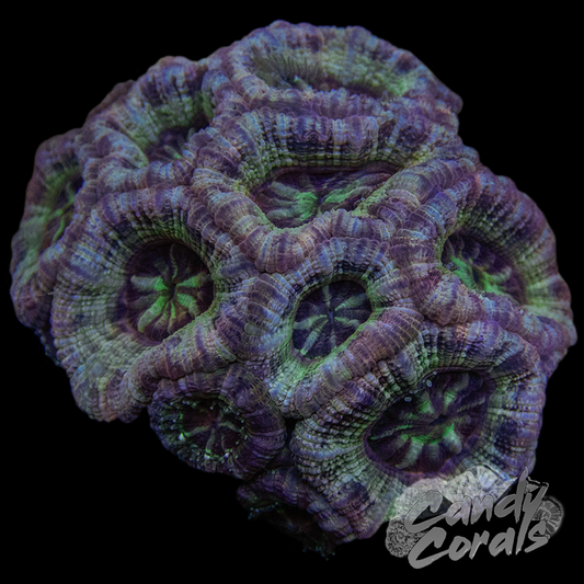 Indo Acan Colony WYSIWYG 8