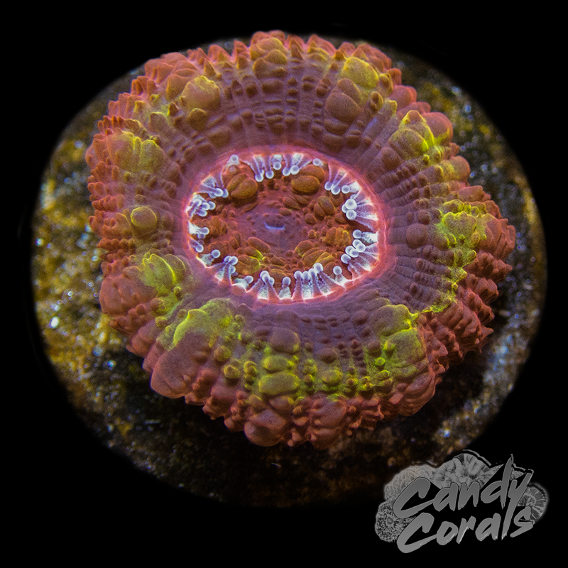 Black Hole Sun Ultra Acan Lord Frag