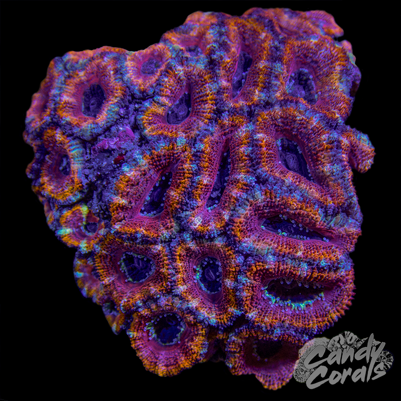Ultra Acan Lord WYSIWYG 7