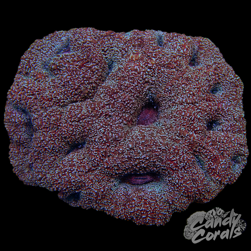 Pink and White Acan Bowerbanki Colony WYSIWYG 32