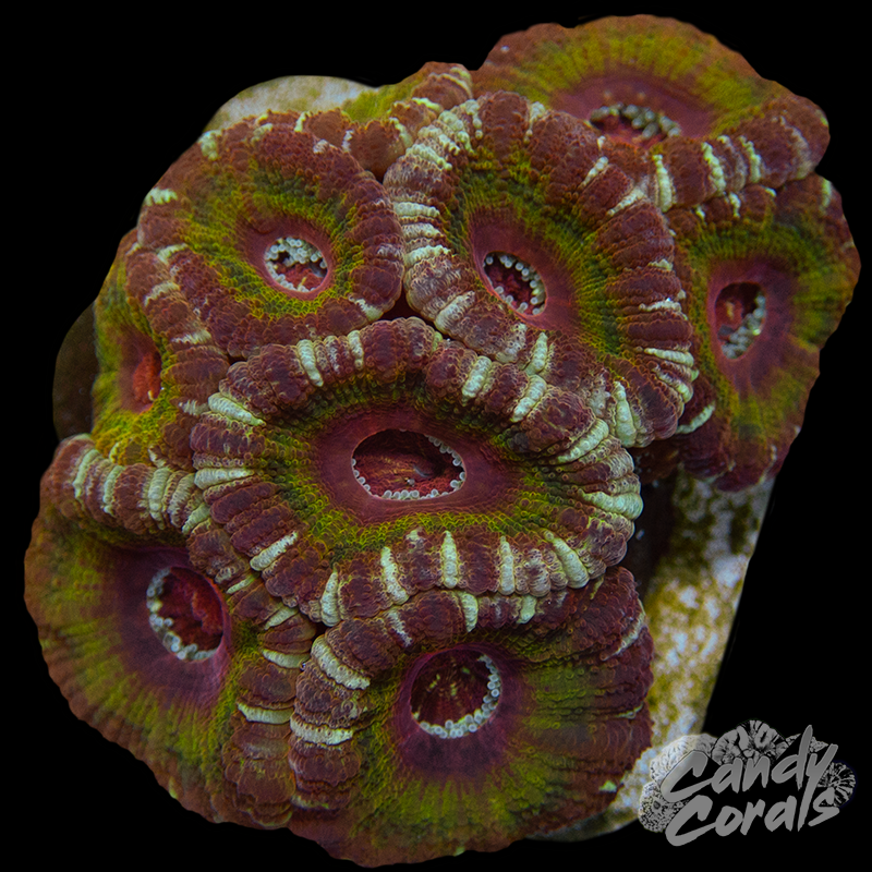 Ultra Acan Lord Colony 15