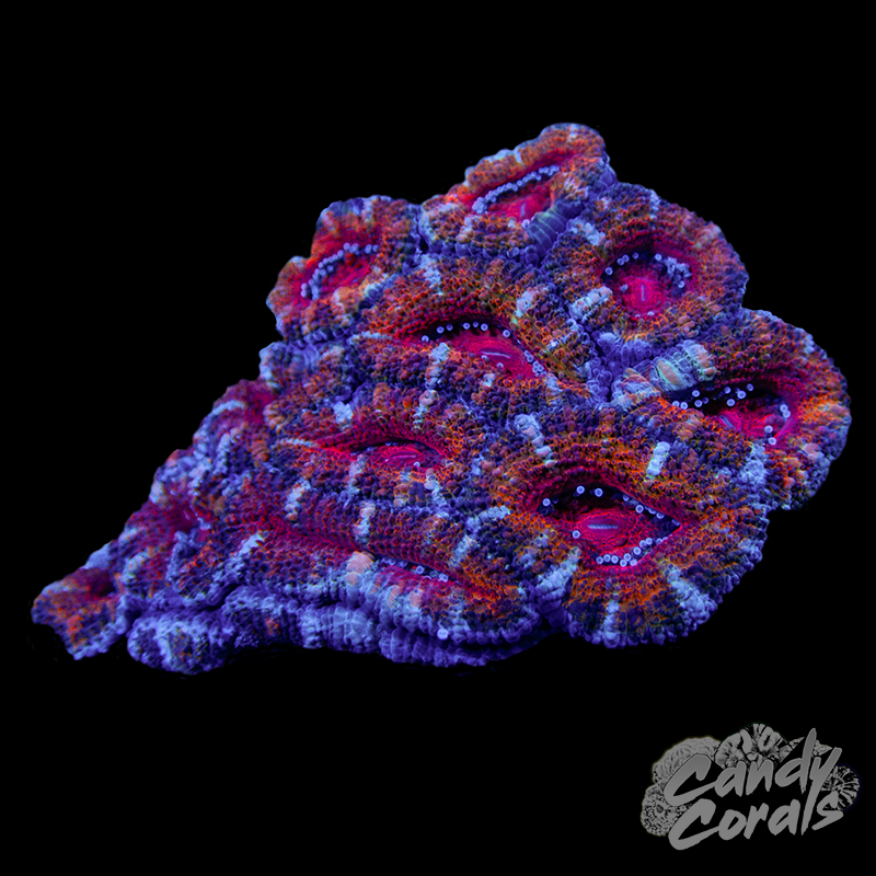 Ultra Acan Lord WYSIWYG 93