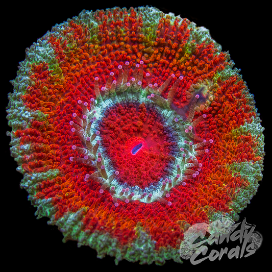 Rainbow Tidal Wave Ultra Acan Lord Per Polyp