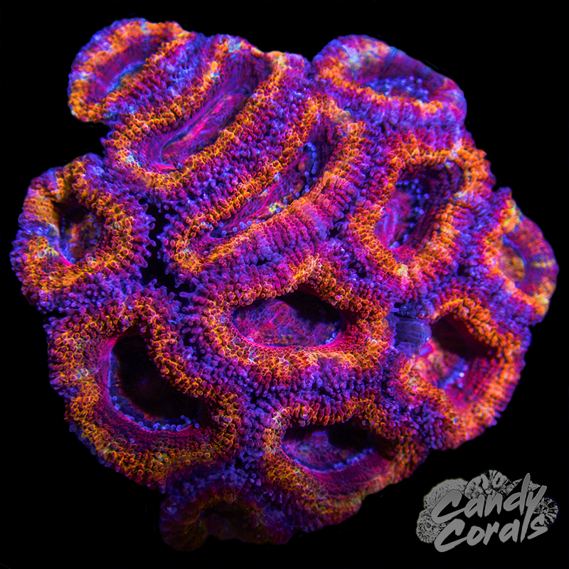 Blueberry Haze Psammocora Frag B3 – Candy Corals