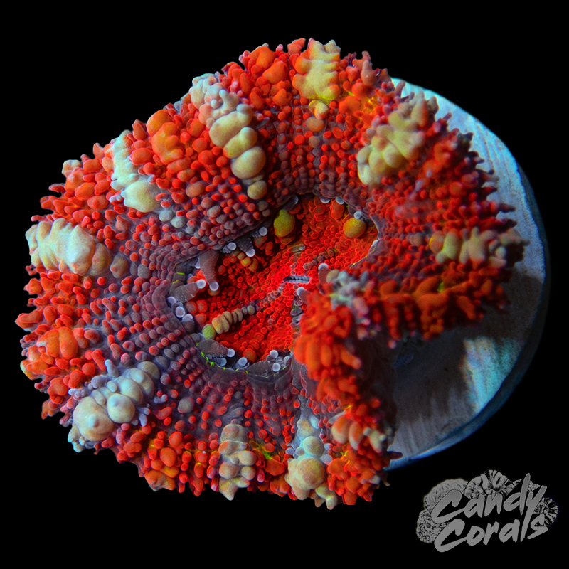 Lazy Afternoon Acan Lord Per Polyp