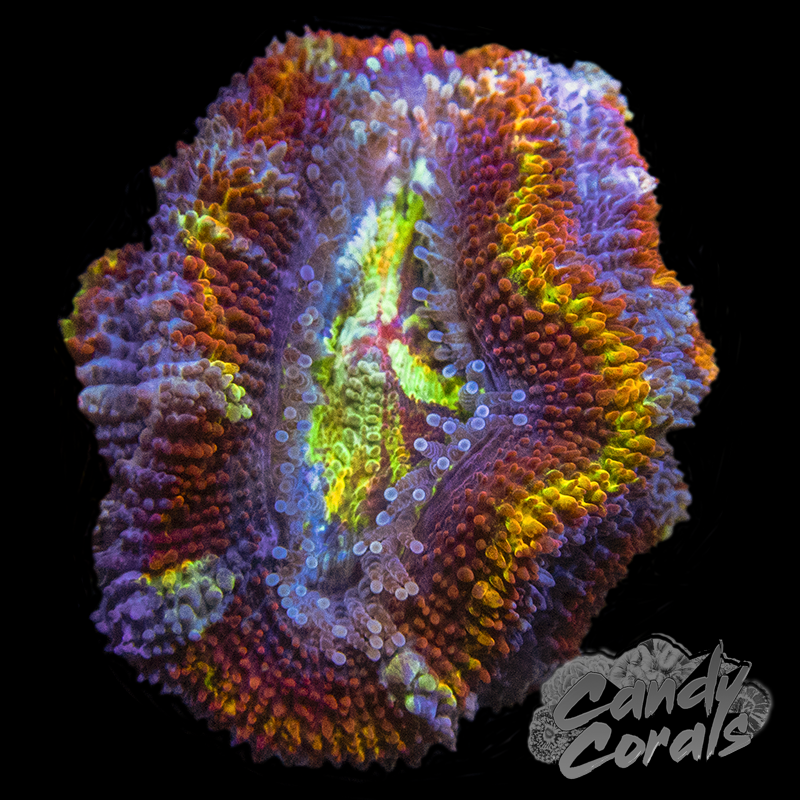 Assorted Single Polyp Ultra Rainbow Acan Lord - Various Patterns/Colours