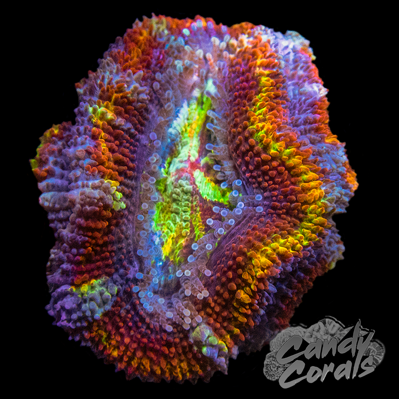 Assorted Single Polyp Ultra Rainbow Acan Lord - Various Patterns/Colours