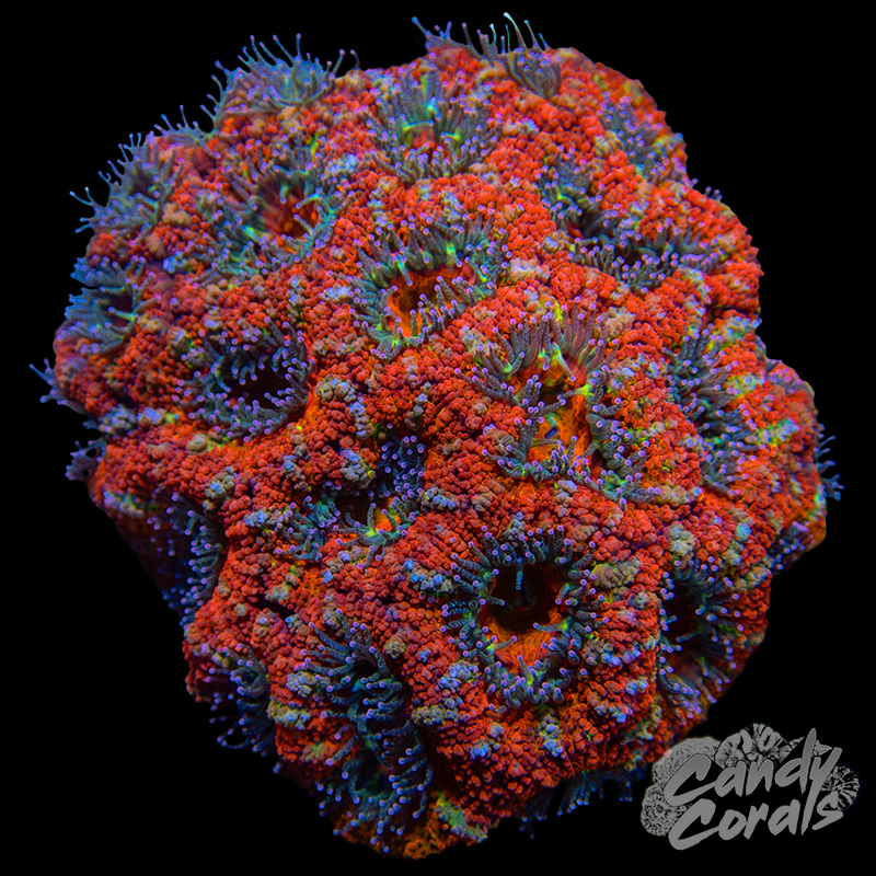 Ultra Acan Lord WYSIWYG 51
