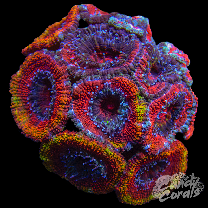 Ultra Acan Lord WYSIWYG 3