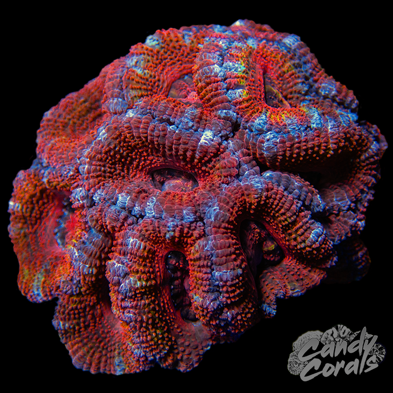 Ultra Acan Lord WYSIWYG 13