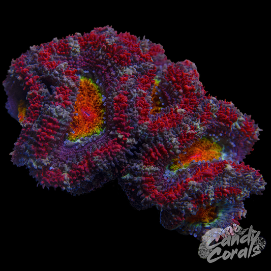 Ultra Acan Lord WYSIWYG 67