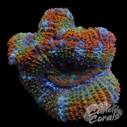 Assorted Single Polyp Ultra Rainbow Acan Lord - Various Patterns/Colours