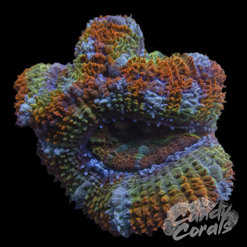 Assorted Single Polyp Ultra Rainbow Acan Lord - Various Patterns/Colours
