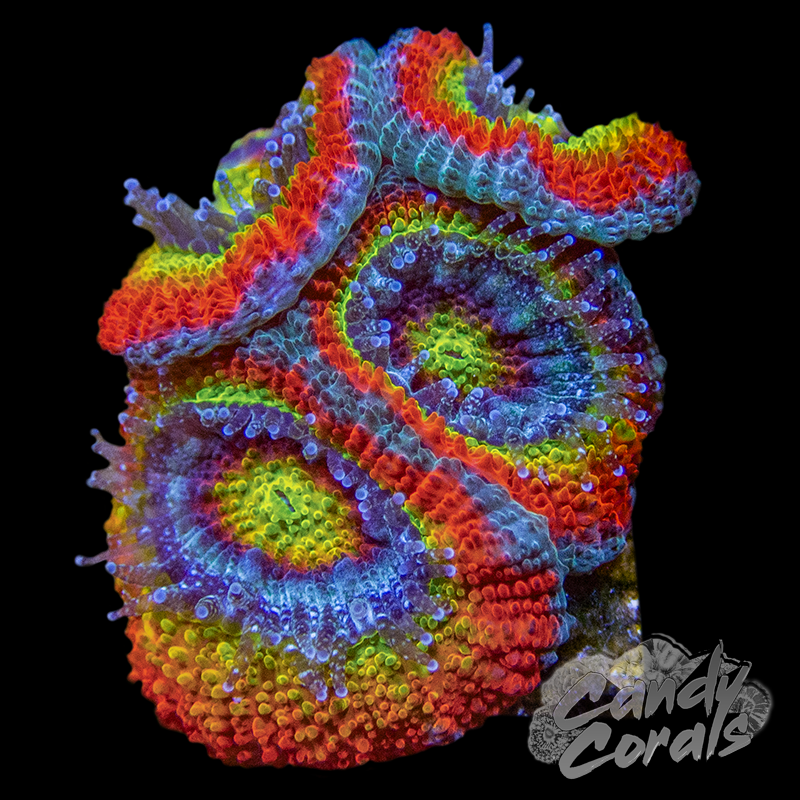 Holy Grail Acan Micromussa Frag B43