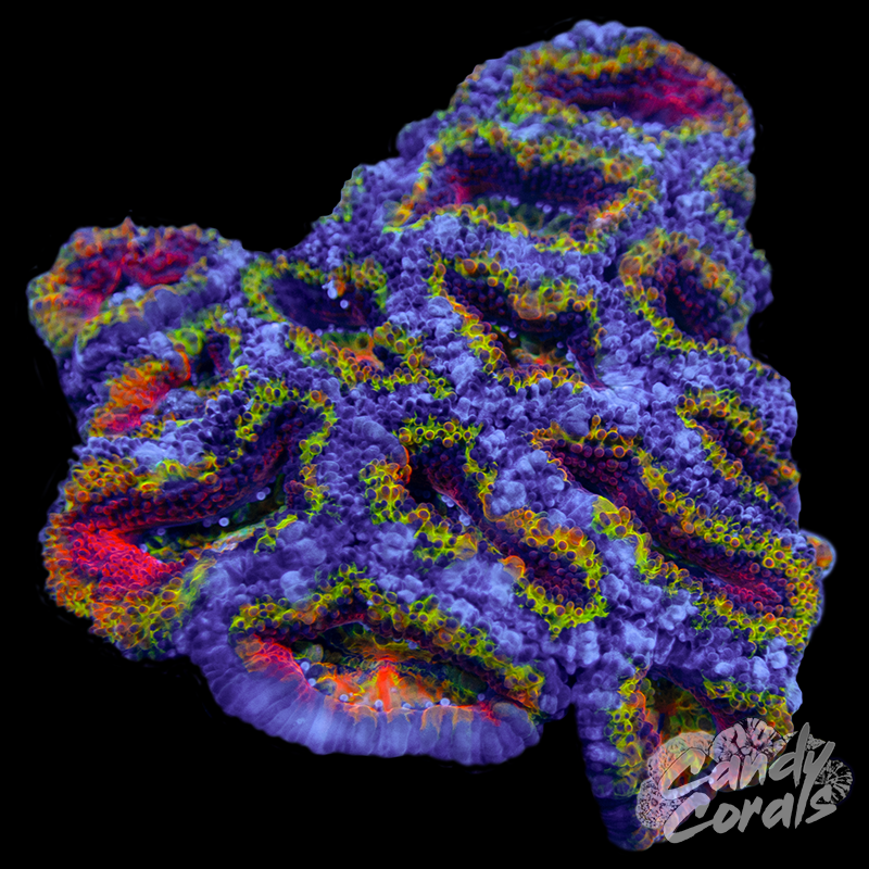 Ultra Acan Lord WYSIWYG 94