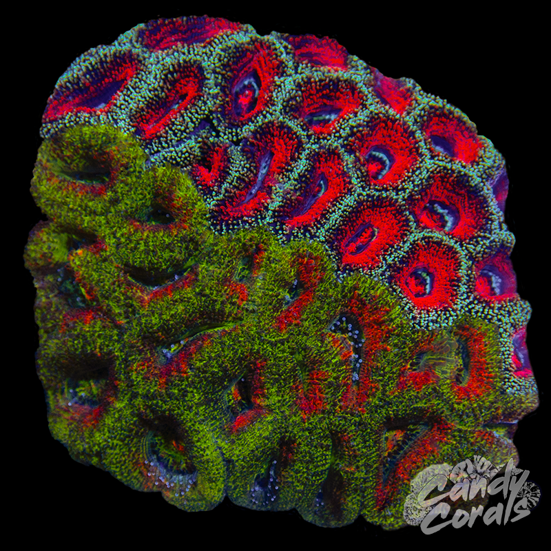 Grafted Ultra Acan Lord Duo Colony WYSIWYG 26
