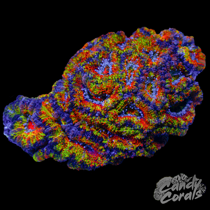 Small Ultra Acan Lord Colony WYSIWYG 18