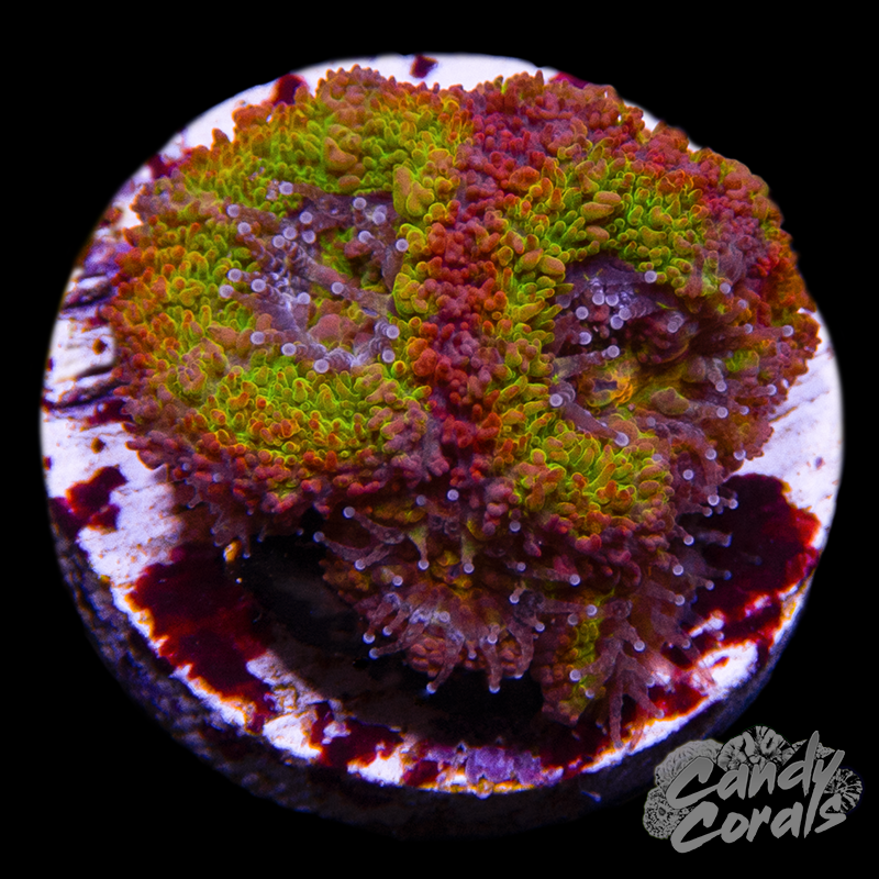 Night Wheel Acan Lord Per Polyp L10
