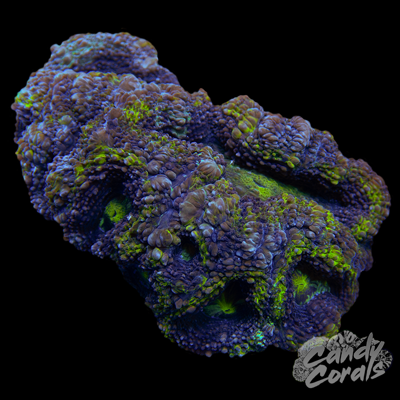 Small Green and Purple Acan Bowerbanki Colony WYSIWYG 33
