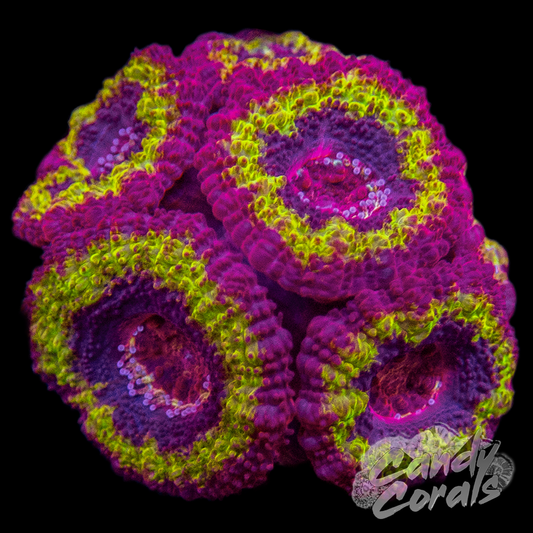 Black Hole Sun Ultra Acan Lord Frag