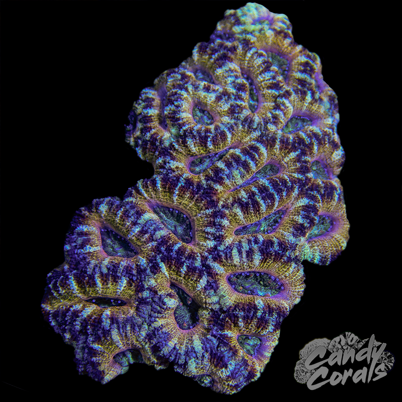 Ultra Acan Lord WYSIWYG 8