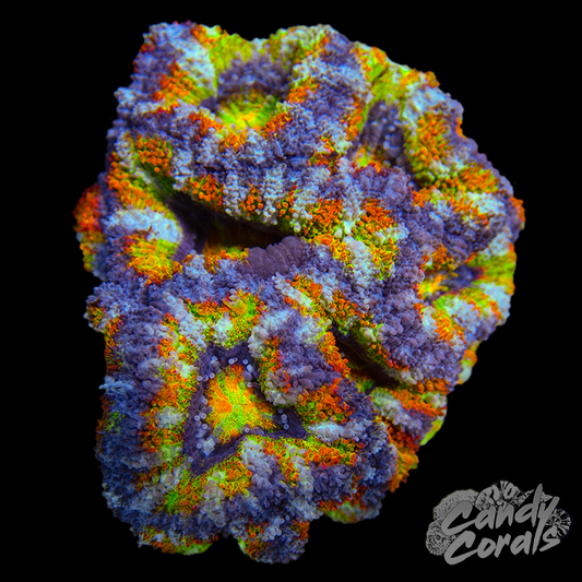 Ultra Acan Lord WYSIWYG 15