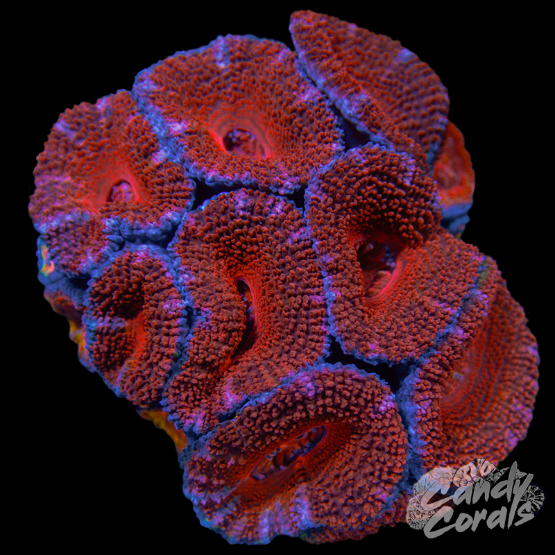 Ultra Acan Lord WYSIWYG 35