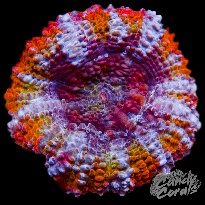 Supernova Rainbow Ultra Acan Lord Frag L5