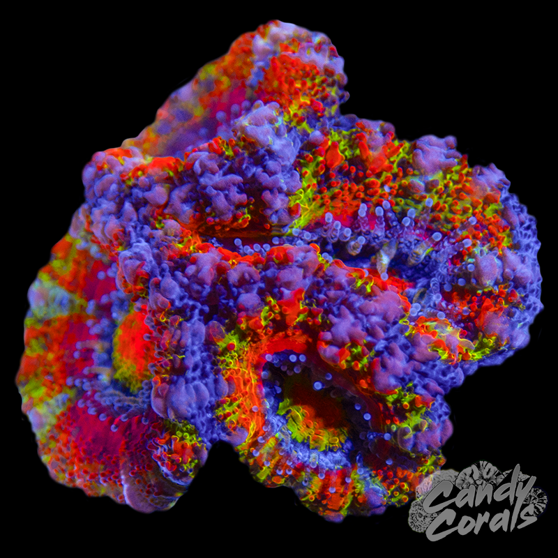 Ultra Acan Lord WYSIWYG 24