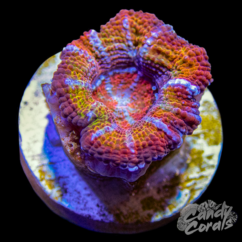 Candy Heart Ultra Acan Lord Frag L14