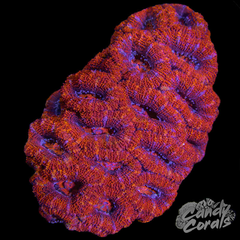 Ultra Acan Lord WYSIWYG 9