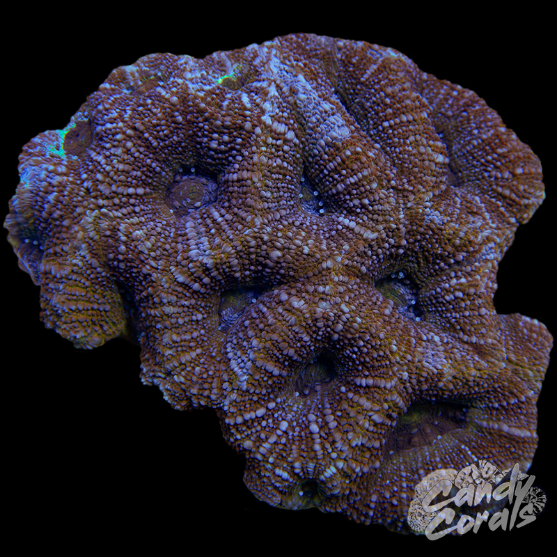 Gold Acan Bowerbanki Colony WYSIWYG 34