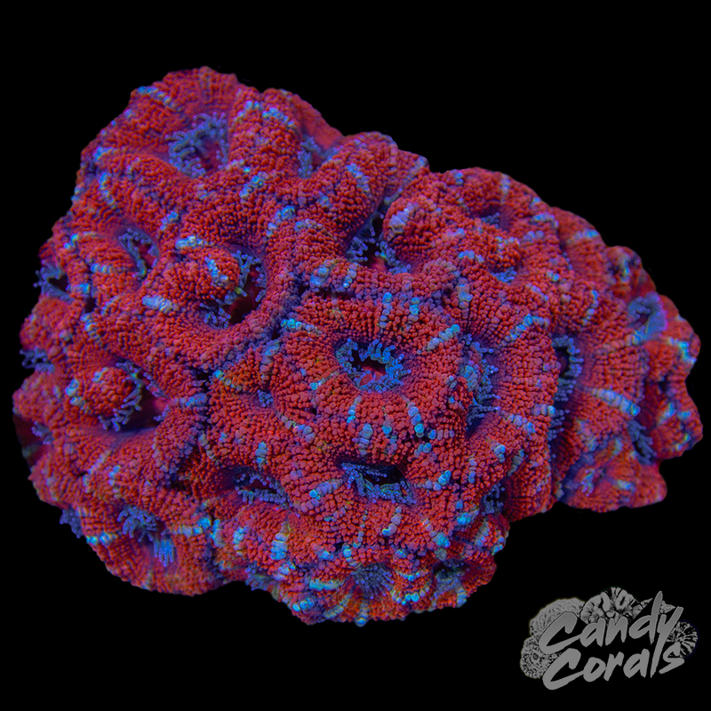 Ultra Acan Lord WYSIWYG 40