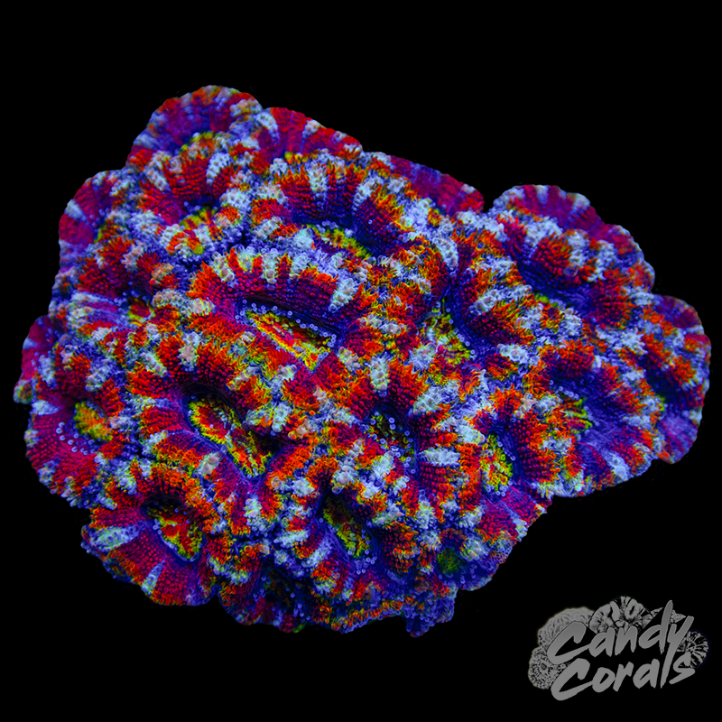Ultra Acan Lord Colony WYSIWYG 19