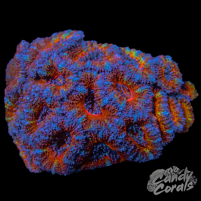 Ultra Acan Lord WYSIWYG 34