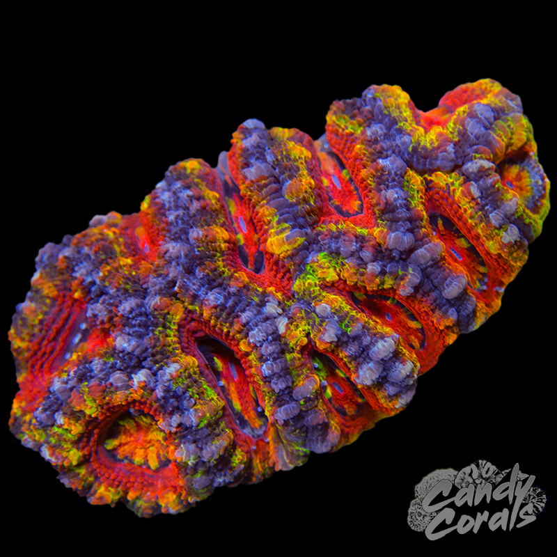 Ultra Acan Lord WYSIWYG 16