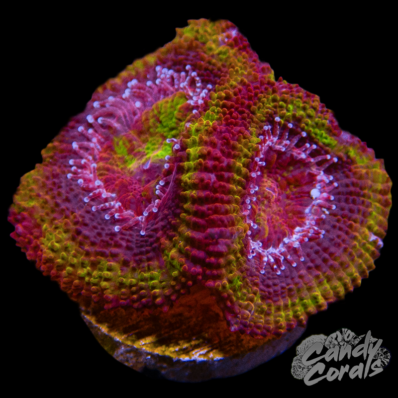 Black Hole Sun Ultra Acan Lord Frag L6