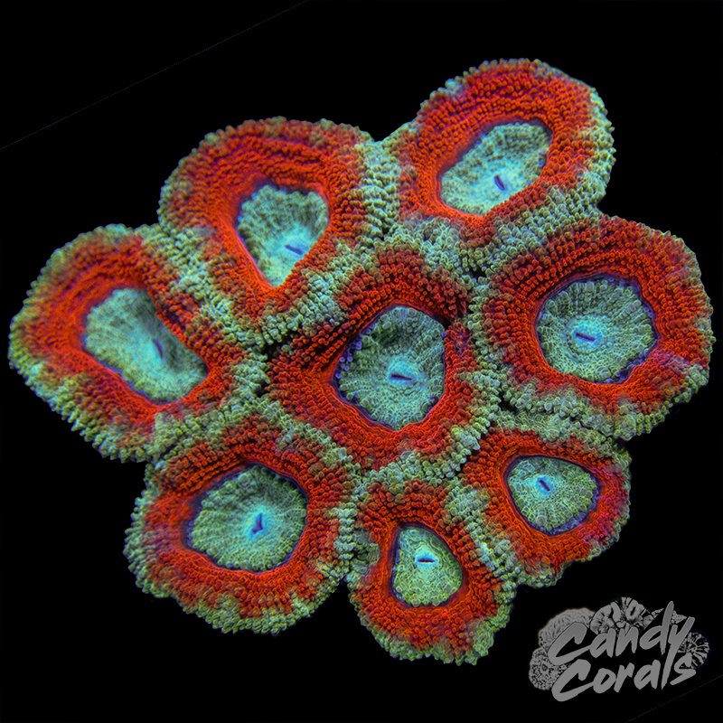 Acan Lord WYSIWYG 10